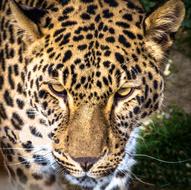 Leopard Panther Feline