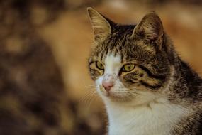Cat Stray Cute