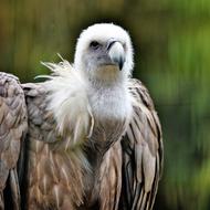 Griffon Vulture Bird Raptor