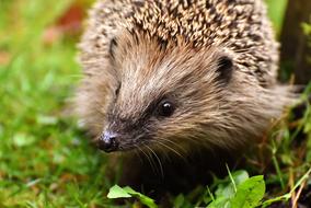 Hedgehog Young Child