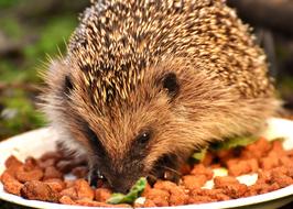 Hedgehog Child Young