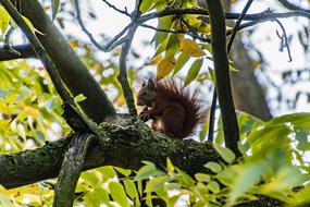 Squirrel Animal Autumn