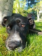 Dog Mammal Animal