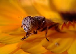 Insect Nature Flower