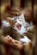 Kitten Animal Cute Cat