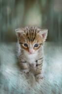 Kitten Animal Cute Cat