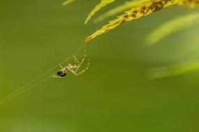 Macro Spider Insect