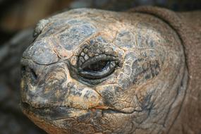 Reptile Animal Nature