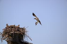 Bird Sky Outdoors