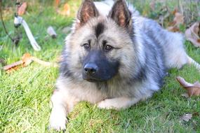 Fluffy cute dog lying down
