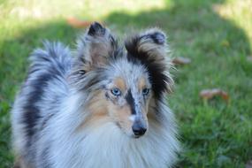 Dog Bitch Nobility Blue