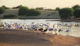 Water Bird Lake