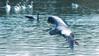 Water Bird Nature