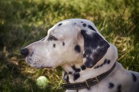 Dalmatian Dog Cute