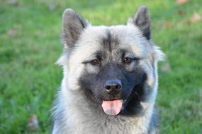 Dog Bitch Eurasier Nova