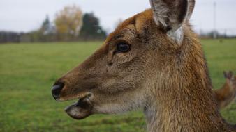 Animal Mammal Grass