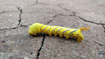 Insect Caterpillar Outdoors