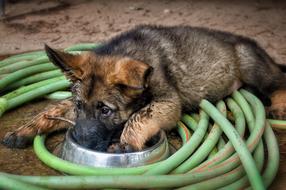 German Shepherd Cute Puppy