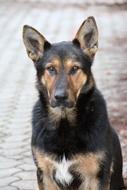 Dog Mammal Canidae nature macro
