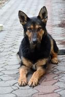 Dog Animal My Favorite