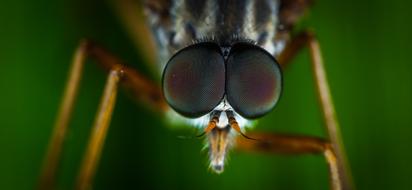 Insect Animals Nature Living nature