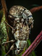 Beetle Insect Bespozvonochnoe