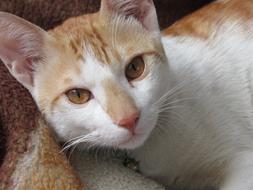 Animal Cat Cute