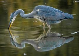 heron Bird in Water Nature