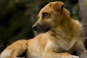 Mammalia Animalia Canis Lupus