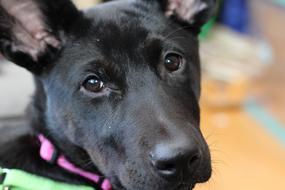 Dog Canine Pet