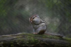 Wild Animal Squirrel Chipmunk