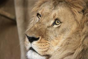 face of a wild lion