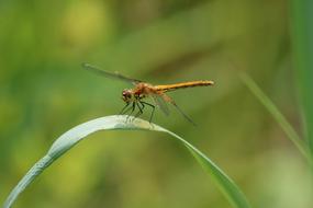 Insect in Nature Living