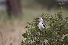 Bird Large Beak