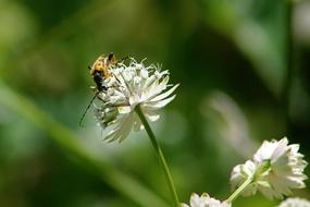 Spotted Narrow Bock Insect Beetle