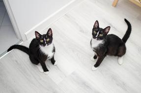 Cats Domestic Cat
