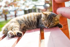 Animal Cat Pet