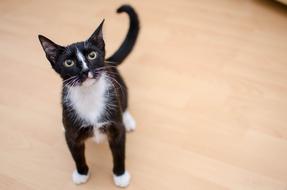 Cat Domestic nature macro