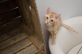 ginger innocent cat