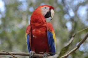 Central America Guatemala Parrot