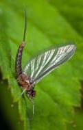 winged insect in the garden