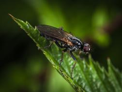 Insect Nature Living