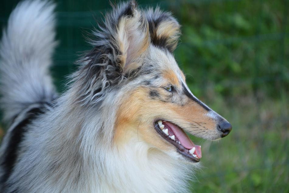 Dog Bitch Nobility Blue