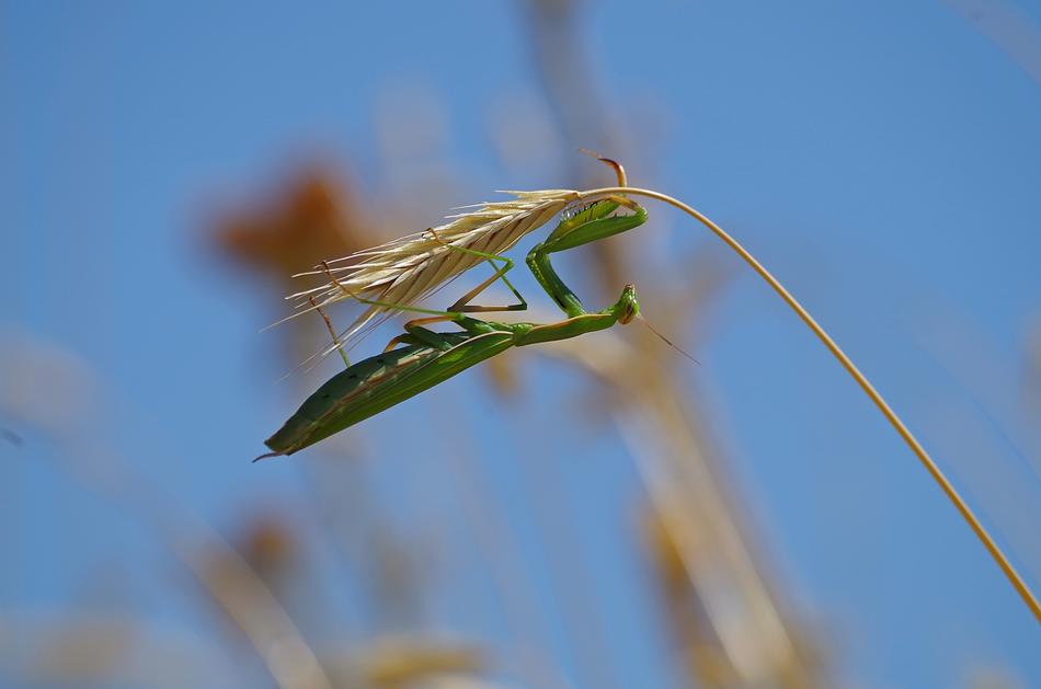 Praying Mantis Insect