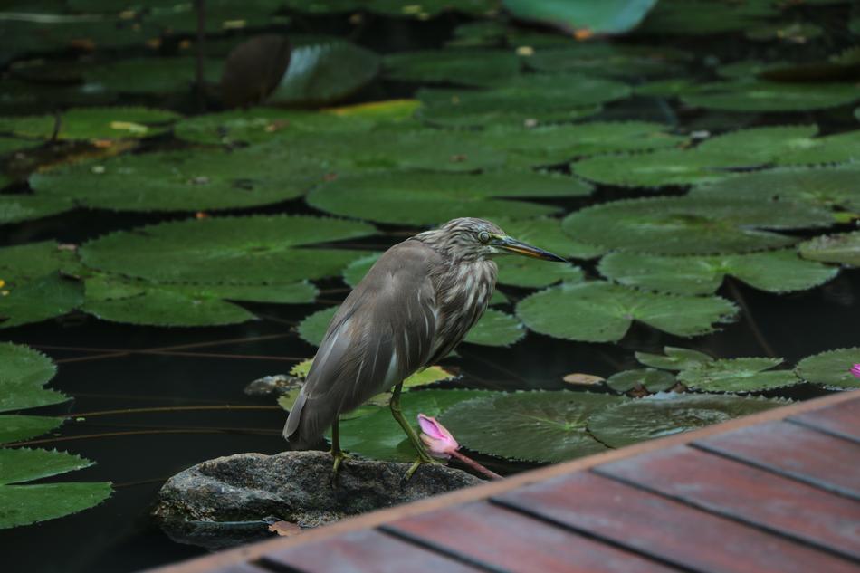 Bird Crane Asian Sri