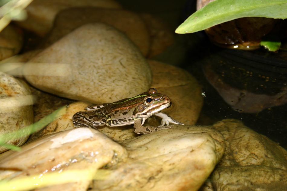Frog Pond Water