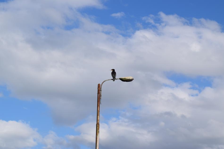 crow sitting on a street lamp