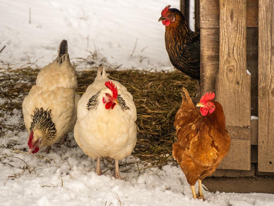 Chickens Poultry Livestock Free