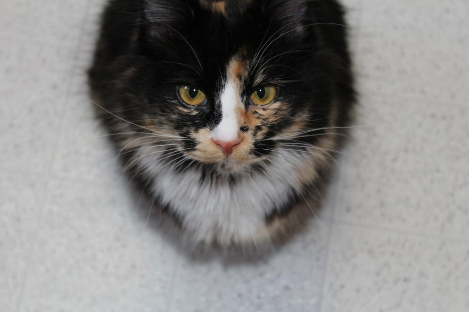 Kitten Cat looking upward
