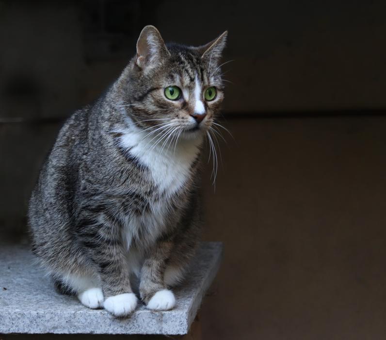 gray sitting cat